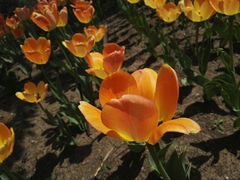 -长春公园(普阳街道)