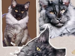-十年猫舍·猫咪专门店(普陀店)