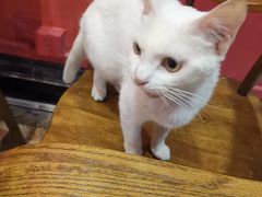 -猫色咖啡·猫咖