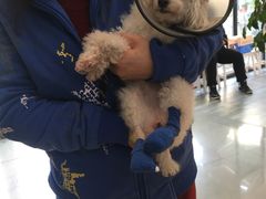 -爱侣宠医·鹦鹉专科·小型哺乳类·异宠专科(灵石路店)