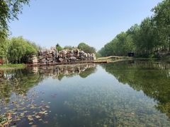 -滕州微山湖红荷湿地景区