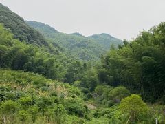 -龙坞茶村