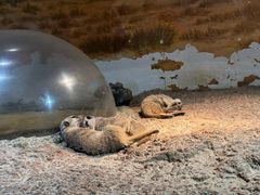 -正佳雨林生态植物园