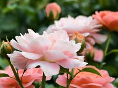 -上海滨江森林公园