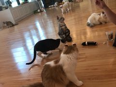 -momokira米努特·德文卷毛猫·棉花面纱犬