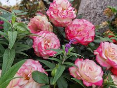 -人民公园(罗湖区)