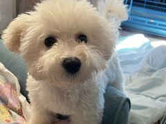 -翊宠yipet猫狗购宠庄园犬舍•猫舍