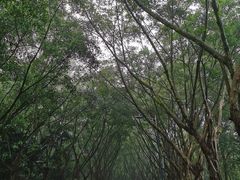 -滴水岩森林公园