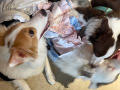 -百好乐宠物友好餐厅(朝外大街店)