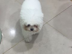 -佳雯宠物医院·皮肤科·内外科(春晓路分院)