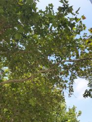 -咪咪比基尼脱毛专业店