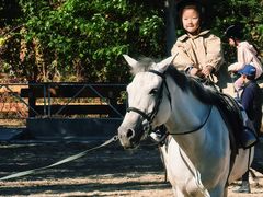 -北京群众马术培训基地