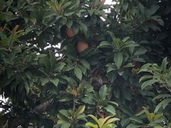 -亚龙湾国际玫瑰谷