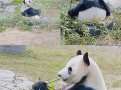 -上海野生动物园