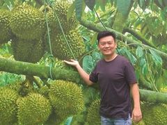 景观位-都念榴莲·城市榴莲