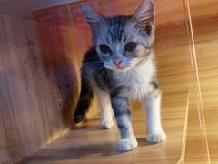 -喵百万·布偶·蓝金金渐层英短·猫舍(百子湾店)