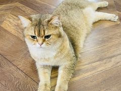 -蓝鲸·缅因猫舍