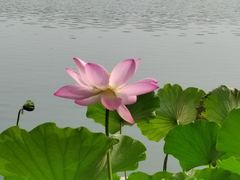-莲花池公园