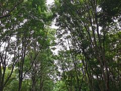 -上海吴淞炮台湾国家湿地公园