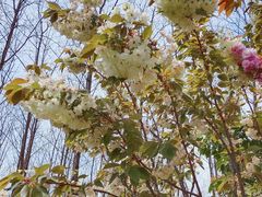 -合肥滨湖国家森林公园