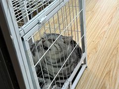 -苏州艺都古玩花鸟市场