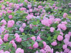 -上海滨江森林公园