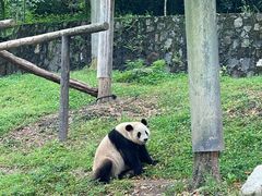 -都江堰中华大熊猫苑