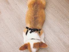 -浣熊柯尔鸭土拨鼠·电玩咖