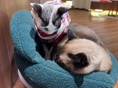 -有猫主题·治愈系猫咖(曾厝垵店)