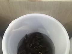 -荔城生鲜盛宴(番禺旗舰店)
