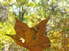 -帽儿山国家森林公园