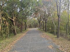 -上海海湾国家森林公园