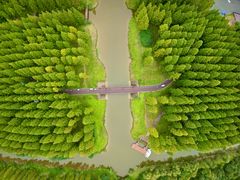 -黄海国家森林公园