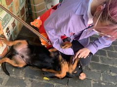 -喵屿·大理花园猫咖