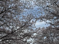 -天王浮山樱花园