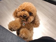 -百好乐宠物友好餐厅(朝外大街店)