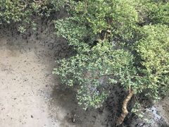 -北海金海湾红树林生态旅游区