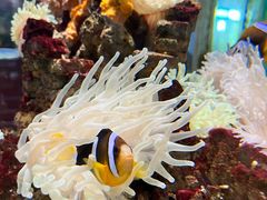 -太平洋海底世界