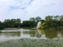 -大湾区中央湿地公园