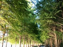 -苏州上方山国家森林公园