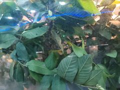 -上海大自然野生昆虫馆(东方明珠·爬宠昆虫探索中心)
