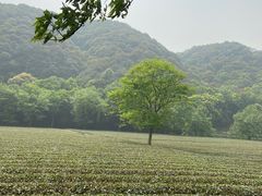 -西湖风景区十里琅珰-五云山