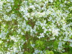 -北京国际鲜花港