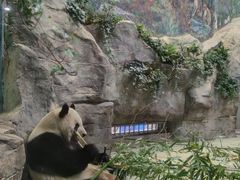 -都江堰中华大熊猫苑