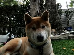 -顺德渔村·岭南一号