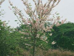 -中国科学院西双版纳热带植物园