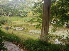 -东莞植物园