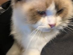 -喵喵咪呀布偶猫咖(春熙路店)