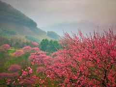 -新建村梅花