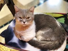 -猫色咖啡·猫咖